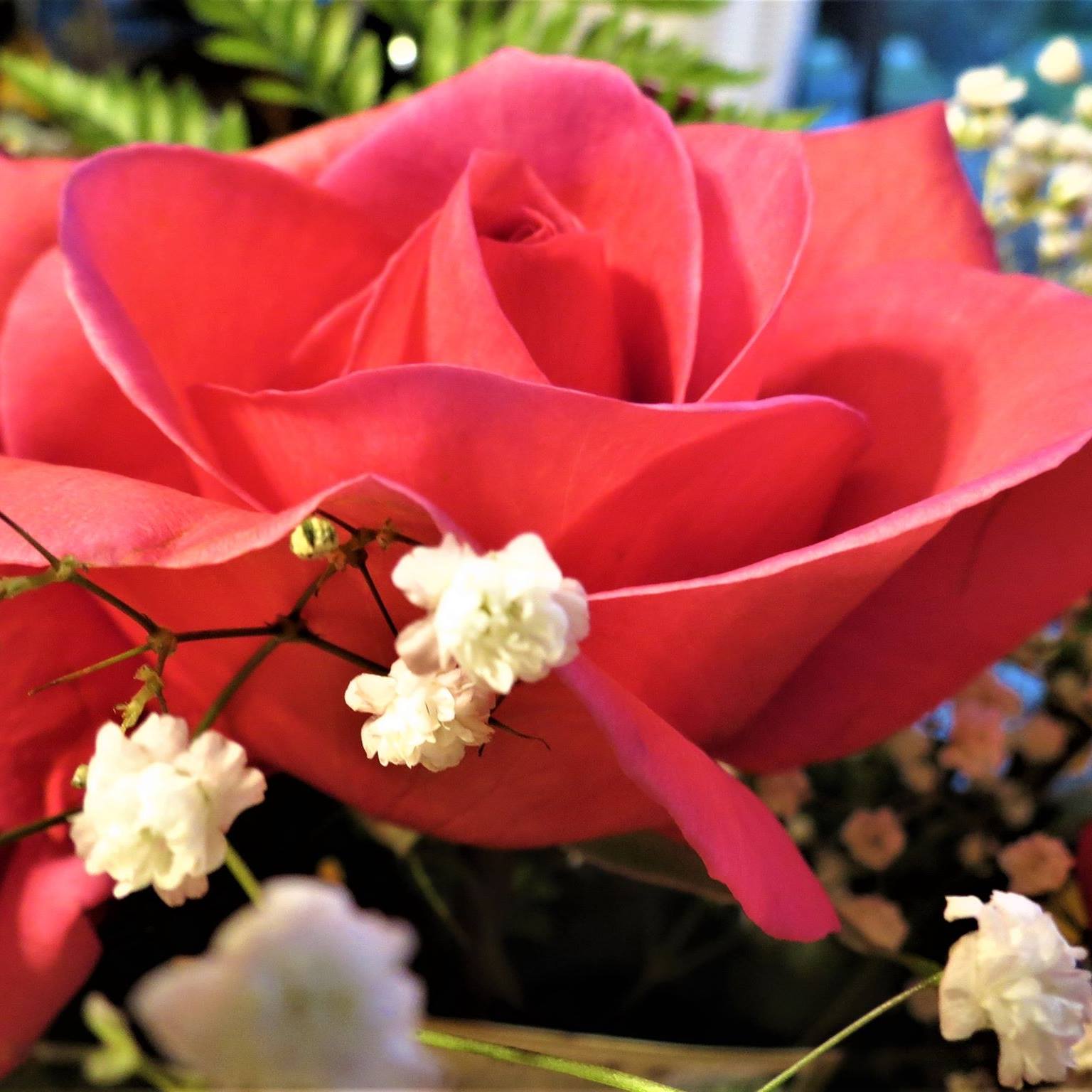 Rosies Place Georgina logo