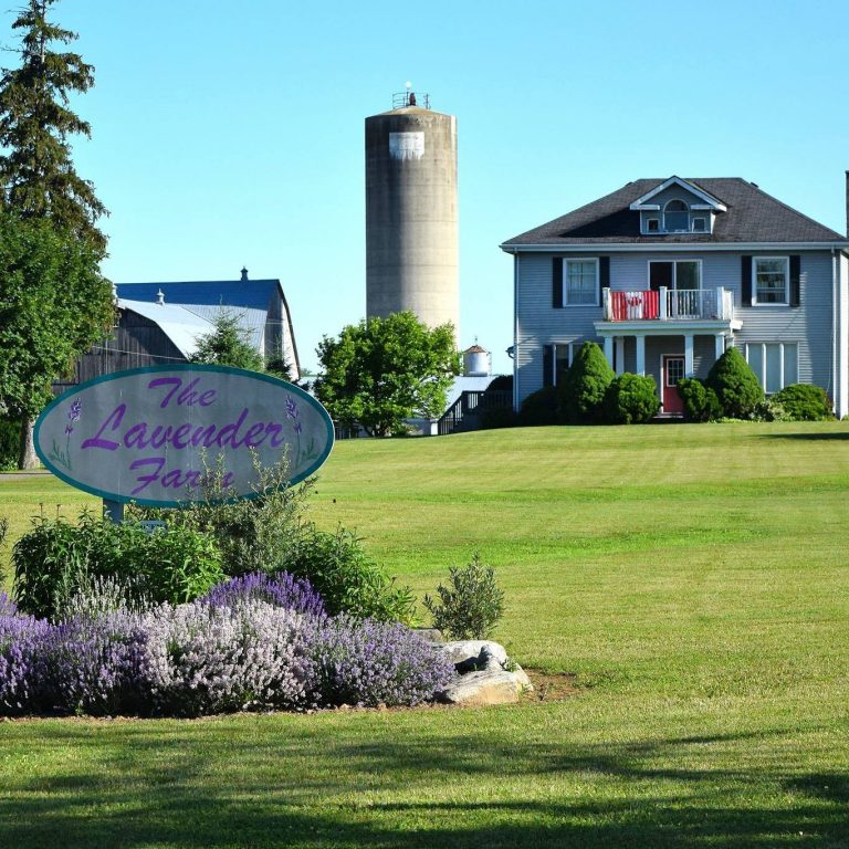 The Lavender Farm logo 768x768